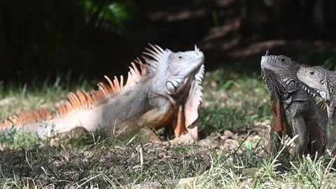 Iguanas Video stock 266963451