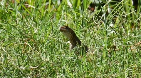 Iguanas in the greensward 스톡 동영상 68345392