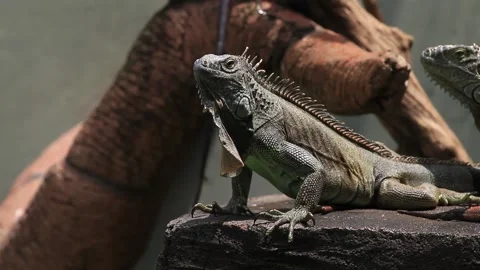 Iguanas opens its mouth when it basks Stock Footage 221166696