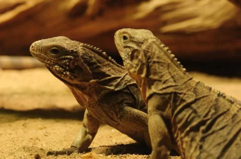 Iguanas. Stock Photos