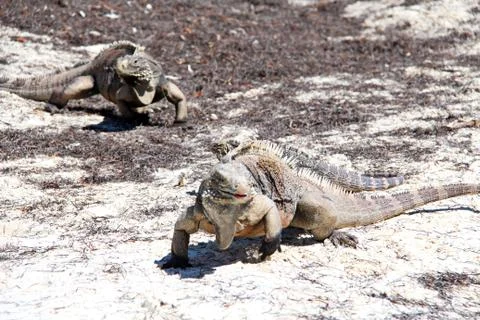 Iguanas Stock Photos