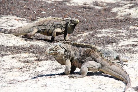 Iguanas Stock Photos
