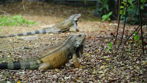 Iguanas Stock Photos