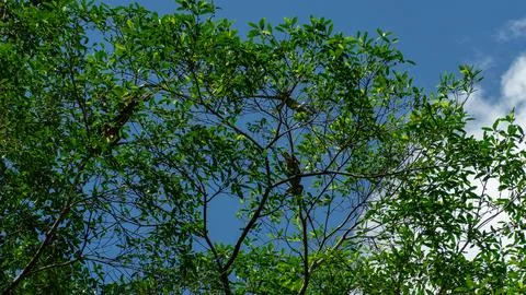 Iguanas resting on a tree Stock Photos