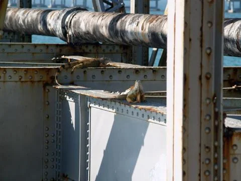 Iguanas On a Rusty Bridge Stock Photos