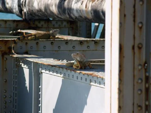 Iguanas On a Rusty Bridge Foto stock