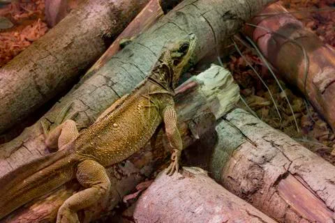 Iguanas on a tree log Stock Photos