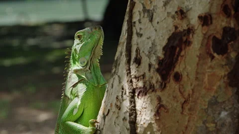 Iguanas in tropical paradise exploring trees in natural habitat Stock Footage 321599866