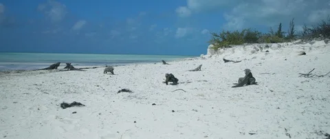 Iguanas walking on the beach Stock-Footage 102201872