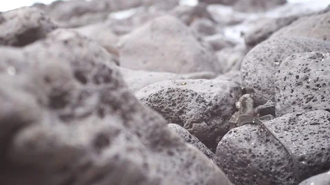 Iguanas1 Stock Footage 117604083