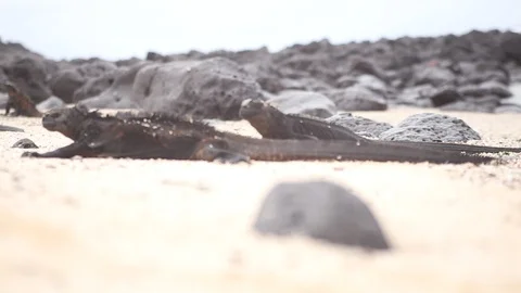 Iguanas3 Stock Footage 117604334