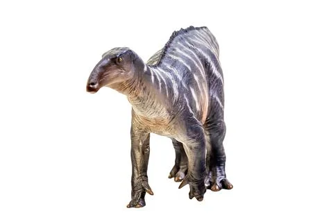 Iguanodon  Dinosaur on white isolate background Clipping path Stock Photos