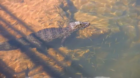 Iguazu Falls Crocodile 動画素材 630964