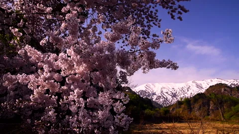 Iide Mountain Range and Cherry Blossoms Video stock 332250128