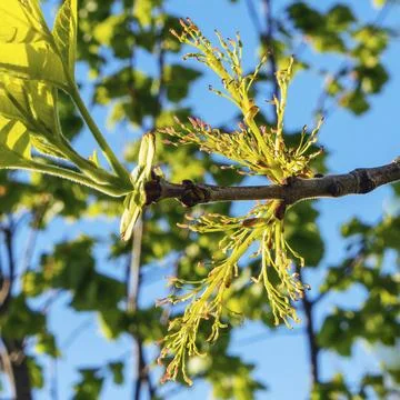 IIn the spring, the ash maple begins to bloom - Acer does not tempt Stock Photos