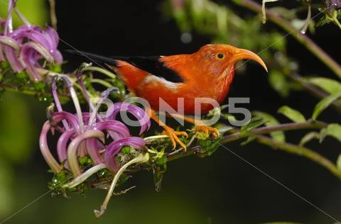 Iiwi (Drepanis coccinea) Stock Photos