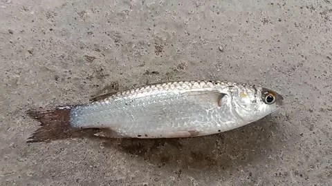 Ikan belanak Video stock 208905917