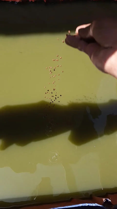 Ikan Stock Footage 220791915