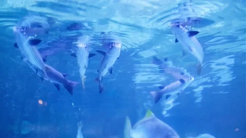 Ikan Stock Footage 341342037