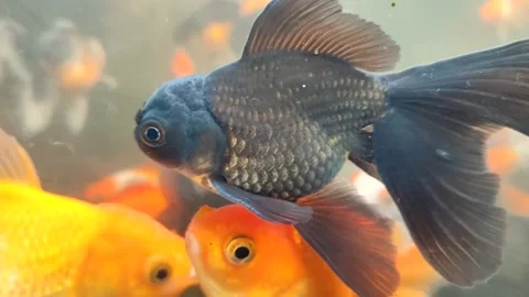 Ikan hias Stock Footage 233317443
