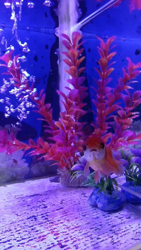 Ikan koi Stock Footage 228837078