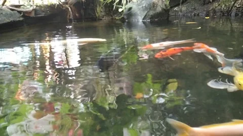 Ikan koi 動画素材 311553960