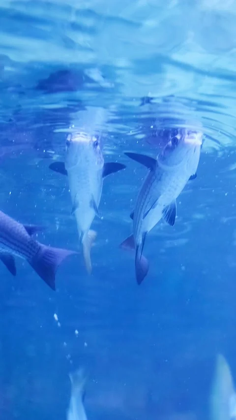 Ikan (Potrait) Stock Footage 341342186