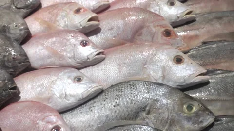 Ikanlaut Video stock 149804237