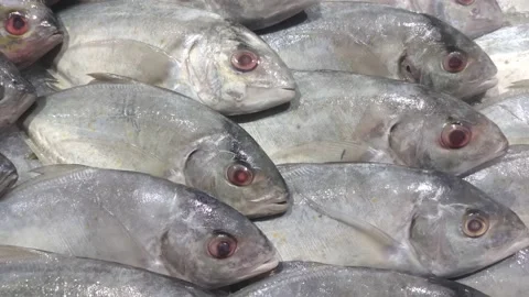 Ikanlaut Stock Footage 149834496