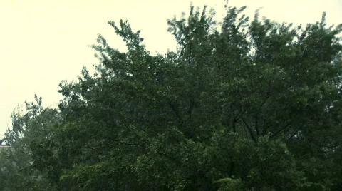 Ike tree blowing Stock Footage