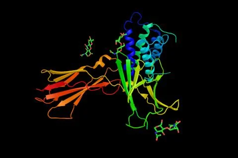 IL-7, a hematopoietic growth factor secreted by stromal cells in the bone m.. Stock Illustration