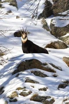 Il camoscio Stock Photos