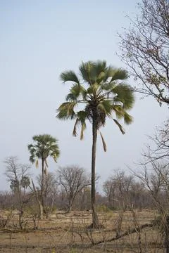 Ilala Palm Stock Photos