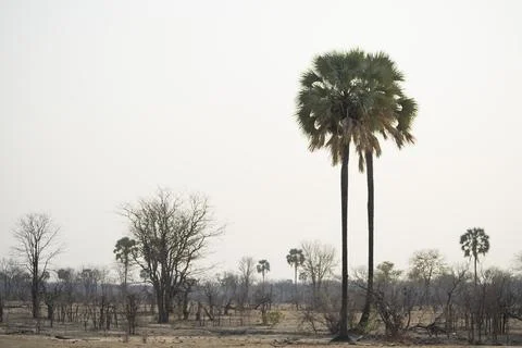 Ilala Palms Stock Photos