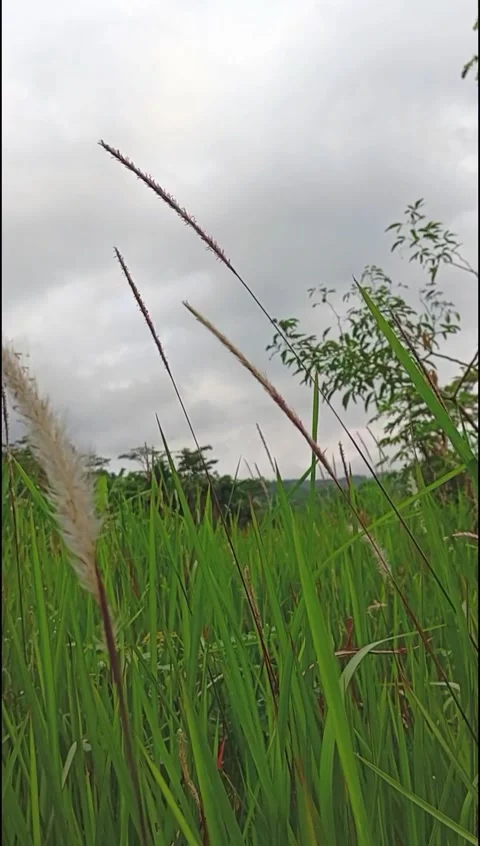 Ilalang Stock Footage 288478685