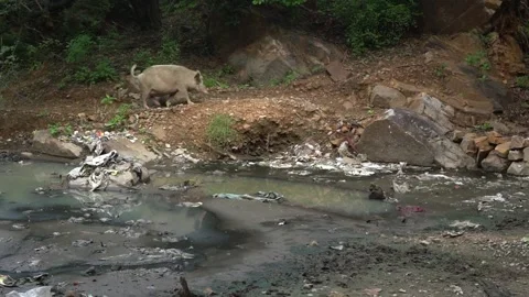Ild Boar Walking Along Polluted Water Stream in Delhi Ridge Forest, India Stock Footage 345630894