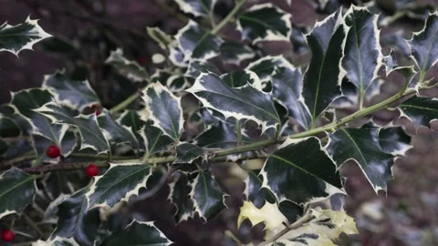 Ilex aquifolium Stock Footage 265926572