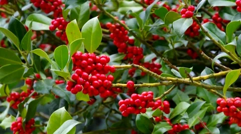Ilex fruits in fall Stock Footage 52270204