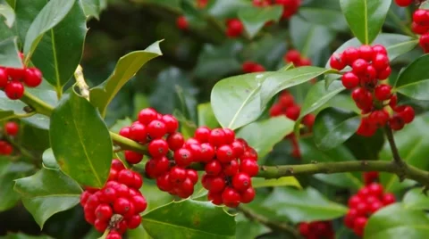 Ilex fruits in fall Stock Footage 59305046