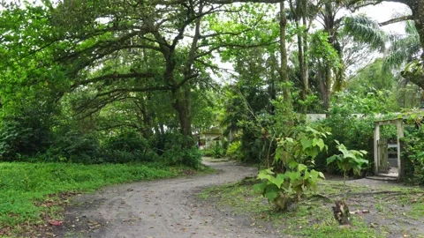 Ilha do Mel Landscape South Brazil Nature Paradise Forest Path View Видео 336450923