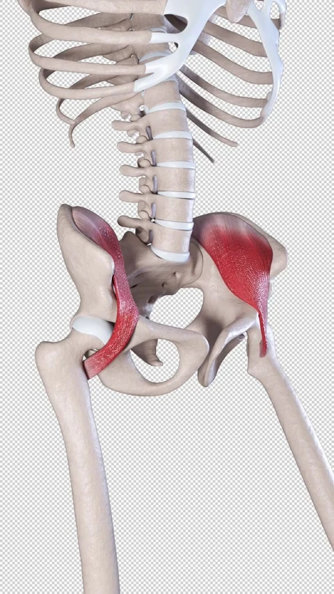 Iliacus Muscle Movement Side View Vertical Video 動画素材 311155443