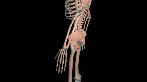 Iliacus Muscles Full Roration Loop Video stock 145521901