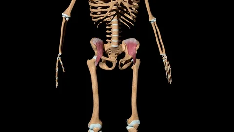 Iliacus Muscles on Skeleton Stock-Footage 128168490