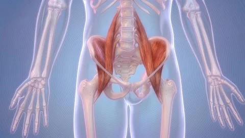 Iliopsoas muscles anatomy and function in human body Stock Footage 346084242