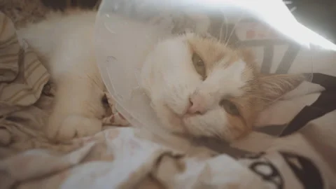 Ill cat in a bed. Amputated ear following ear cancer. Squamous Cell Carcinoma. Stock Footage 162460712