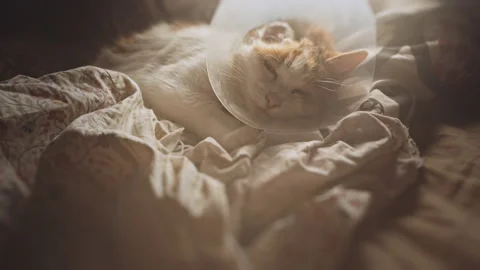 Ill cat in a bed. Amputated ear following ear cancer. Squamous Cell Carcinoma. Stock Footage 162461541