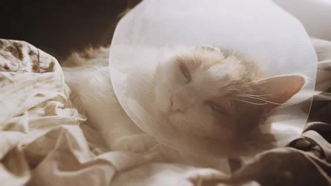 Ill cat in a bed. Amputated ear following ear cancer. Squamous Cell Carcinoma. Stock Footage 162663738