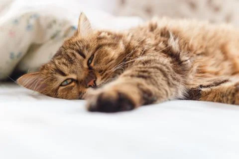 Ill cat lying with high temperature Stock Photos