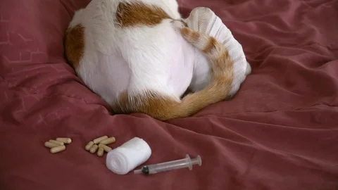 Ill Cat with Wouded Leg Stock Footage 101215251