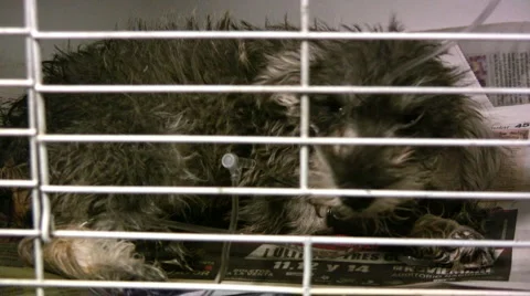 Ill dog Video stock 5166091